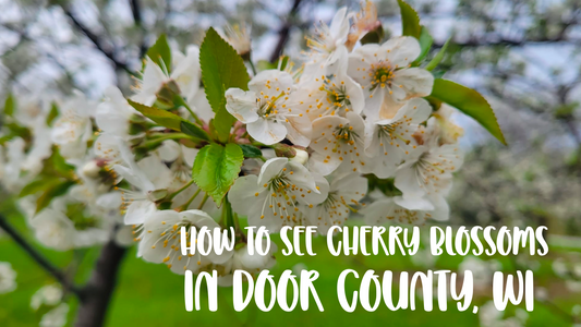 How to see Cherry blossoms in door county, wi